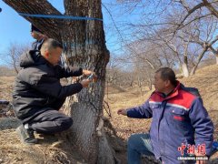 春染梨园添新绿 长春践行“古树新枝”共生